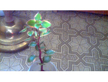 Crassula Sarmentosa var(���������)