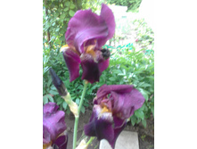 20180606 191038[1].jpg