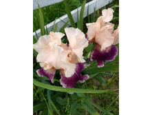 IMG 20180617 165557946.jpg