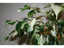 ���� - 200 ���