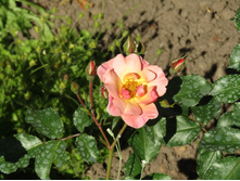 ���� Jazz.JPG