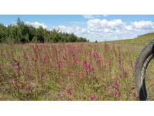 IMG 20180616 090932.jpg