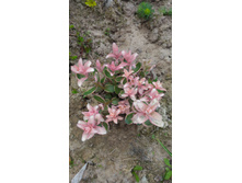 P 20180515 105552.jpg