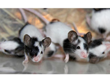 �������� ���������� ����