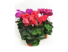 �������� ���� ������� - 350-400 ���.