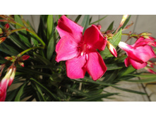 ������� ���