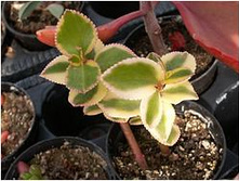 Crassula-sarmentosa-variegata(���� �������).jpg