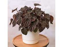 ��������� �������� ���� - 400- 450 ���.