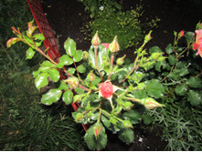 ���� Jazz.JPG