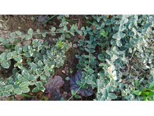 P 20180509 110040.jpg