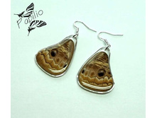 ������ Caligo illioneus, 300