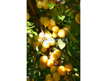 ����� "������� ���������" �4  539�