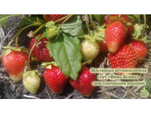 ������� ���� �����.jpg