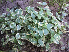 �������������� 50�.