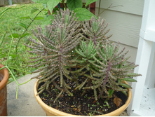 �������� ��������� ( Kalanchoe Tubiflora) - 300 ���.