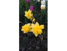 P 20180513 202135.jpg