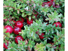 ������ �2 216�