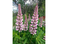 ����� �������