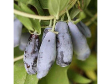 ��������� ��������  ������� �3 �50*283�