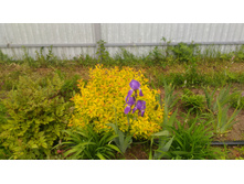 P 20180602 092849.jpg