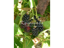 ������� "���� �����" �2 256�