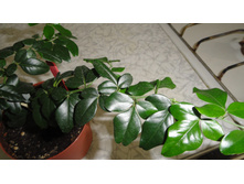 �������� �������� (�riphasia trifolia)