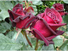 ���� ����� ���  �  2  300�