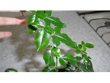 �������� �������� (�riphasia trifolia)