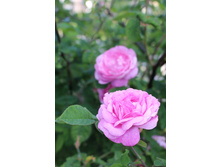 ������ �����.jpg