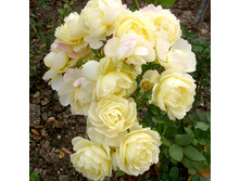 ���� ���������� ������ �� ����/ Golden Border (Havobog, Comtesse Du Barry )