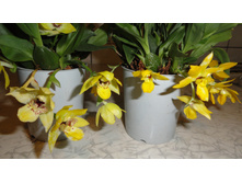 ������� �������� �������- ����� ����..