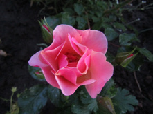 ���� Jazz.JPG