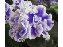 ��-������� �������.JPG