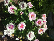 ��� �� � (Eyes for You)