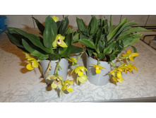 ������� �������� �������- ����� ����..