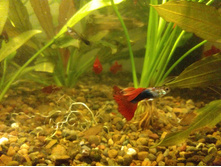 IMG 20180601 193912032 BURST001 LL.jpg