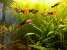 IMG 20180601 182102732.jpg