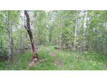 IMG 20180602 123159.jpg