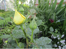 ���� �����-��������� Candlelight.JPG