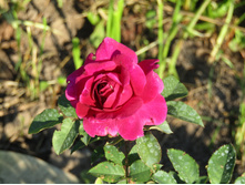 ���� ������� ��� Munstead Wood (������).JPG