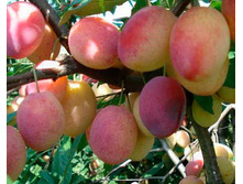 ����� "������ ����������" �4  539�