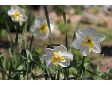 ������� ����-������ �����. 50� 5����