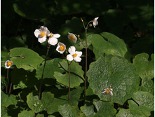 ������� ���.jpg