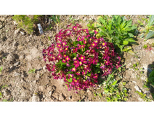 P 20180515 101522.jpg