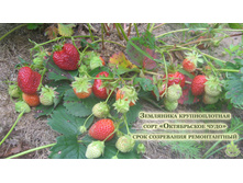 ������������ ����������� ����.jpg