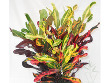 ������ ( ������ ) ������ - 450 ���.