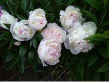 IMG 20180618 181348.jpg