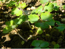 ��������� �����