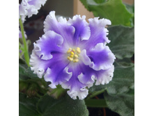 ��-������ �������.JPG