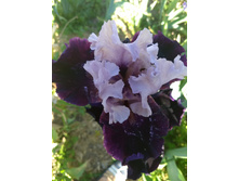 IMG 20180622 163346804.jpg